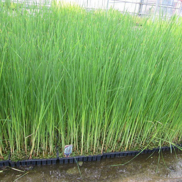 Buy Typha angustifolia (Lesser Bulrush) online UK