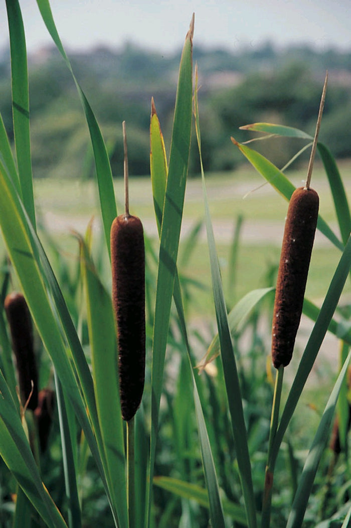 Buy Typha angustifolia (Lesser Bulrush) online UK