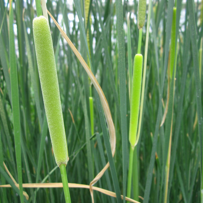 Buy Typha gracilis (Medium Bulrush) online UK
