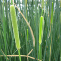 Buy Typha gracilis (Medium Bulrush) online UK