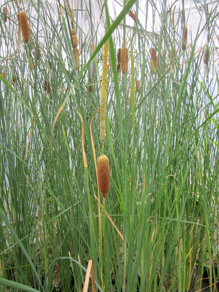 Buy Typha gracilis (Medium Bulrush) online UK
