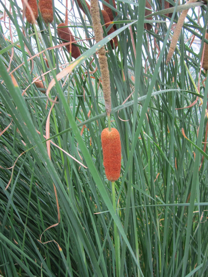 Buy Typha gracilis (Medium Bulrush) online UK
