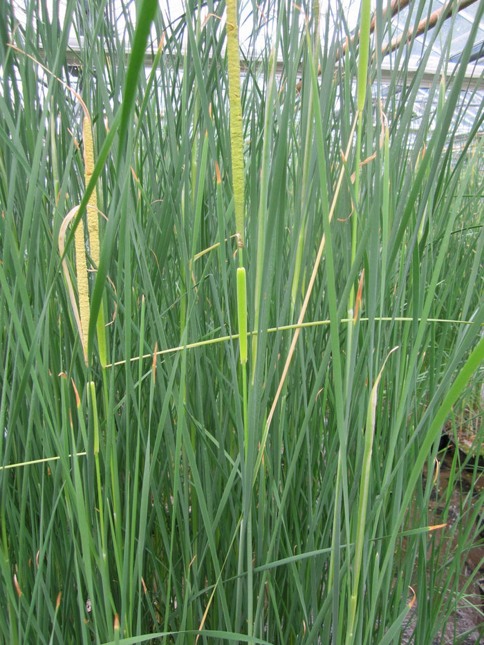 Buy Typha gracilis (Medium Bulrush) online UK