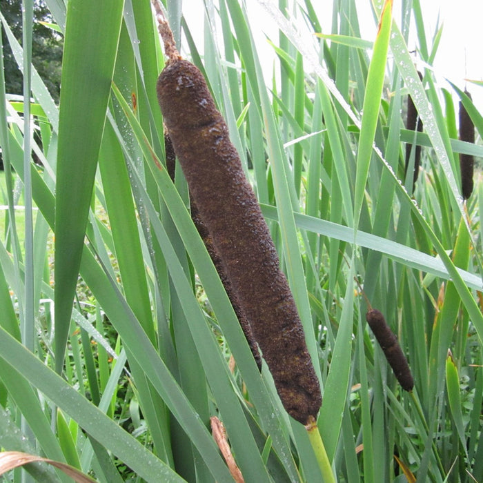 Buy Typha latifolia (Greater Reedmace) online UK