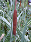 Buy Typha latifolia 'Variegata' (Variegated Greater Reed Mace) online UK