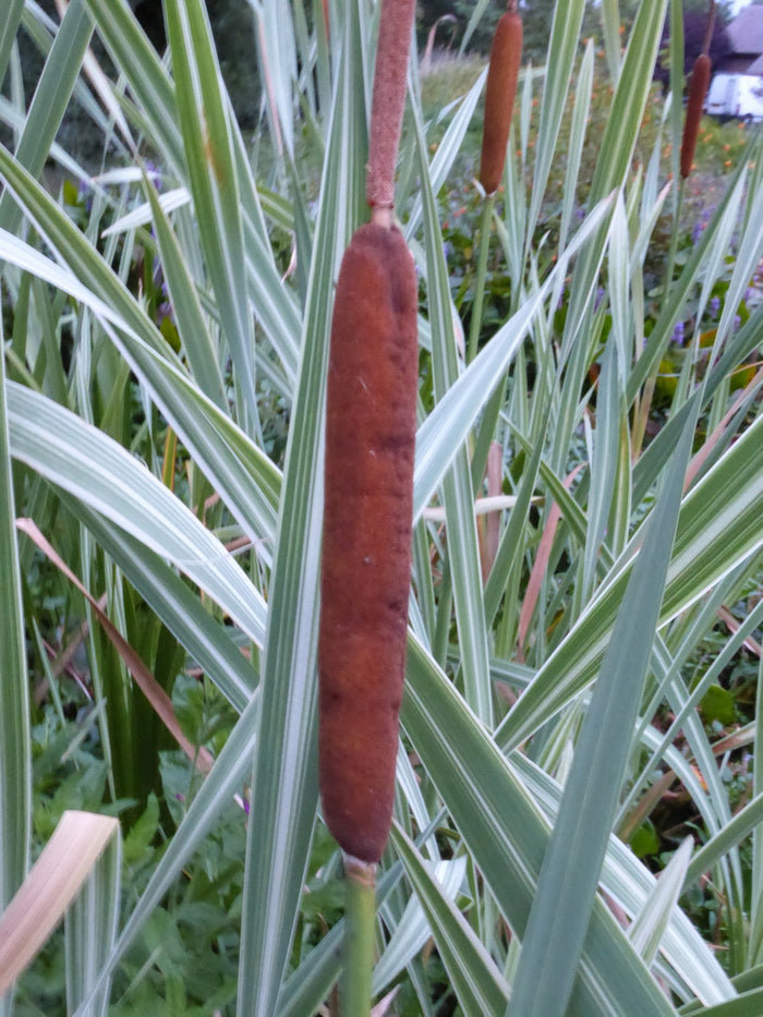 Buy Typha latifolia 'Variegata' (Variegated Greater Reed Mace) online UK