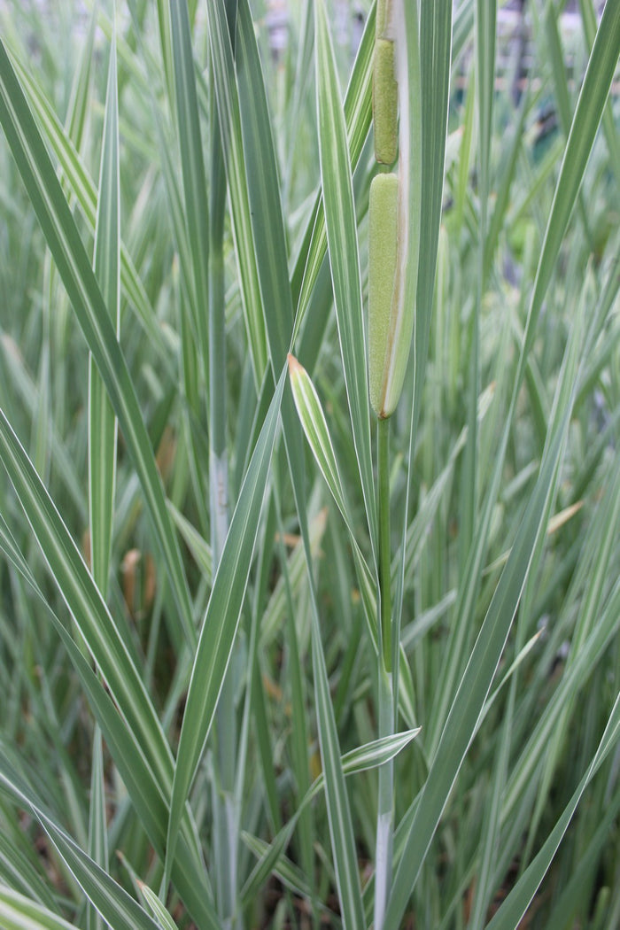 Buy Typha latifolia 'Variegata' (Variegated Greater Reed Mace) online UK