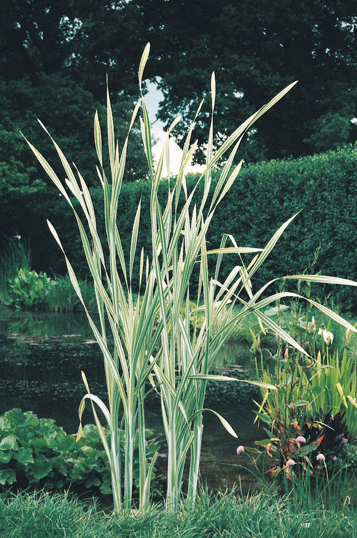 Buy Typha latifolia 'Variegata' (Variegated Greater Reed Mace) online UK