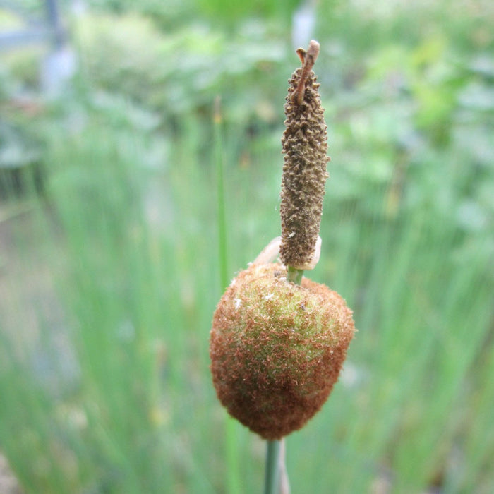 Buy Typha minima (Miniature Bullrush) online UK