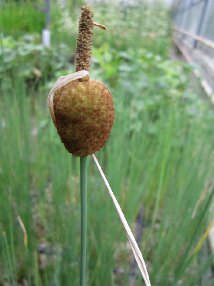 Buy Typha minima (Miniature Bullrush) online UK