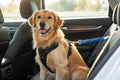 Universal Pet Safety Seat Belt