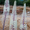 Buy Urginea maritima (Sea Squill) online UK