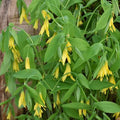 Buy Uvularia grandiflora (Large-flowered Bellwort) Rhizomes online
