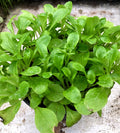 Buy Valerianella locusta (Lambs Lettuce) online UK