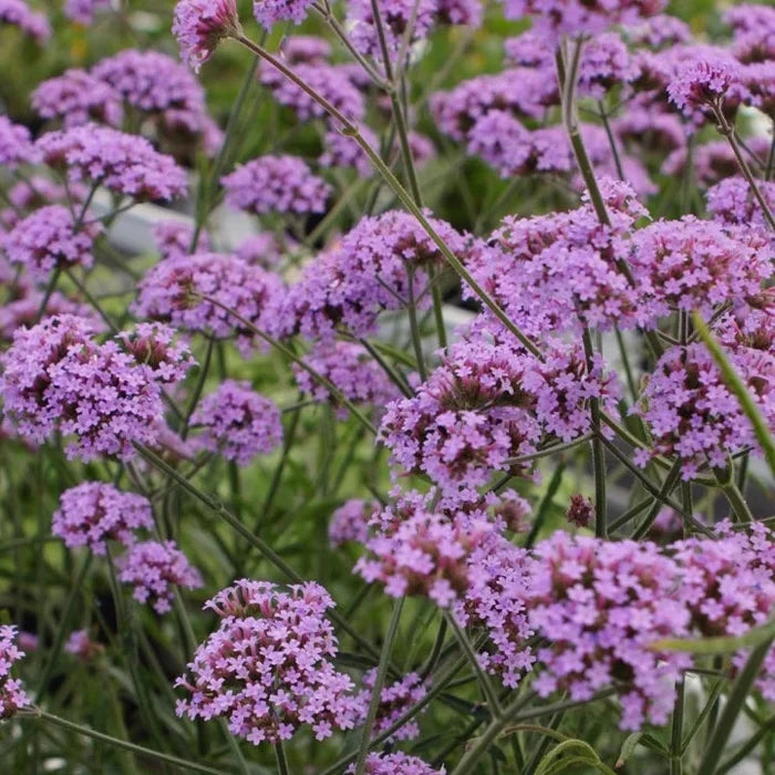 Buy Verbena bonariensis 'Lollipop' online UK