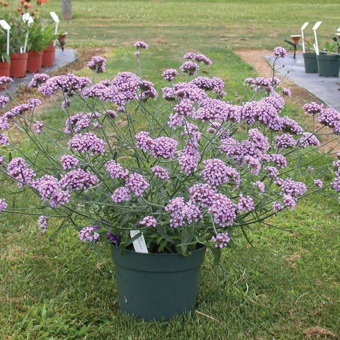 Buy Verbena bonariensis 'Lollipop' online UK