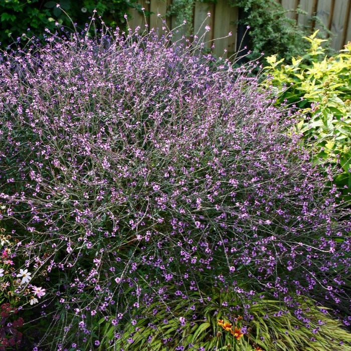 Buy Verbena officinalis 'Bampton' online UK
