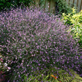 Buy Verbena officinalis 'Bampton' online UK
