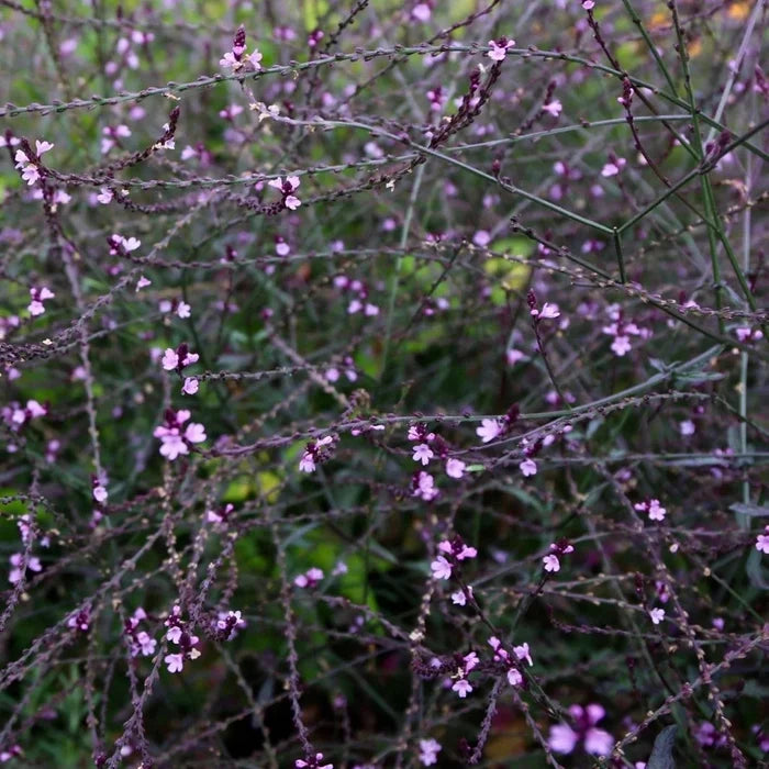 Buy Verbena officinalis 'Bampton' online UK