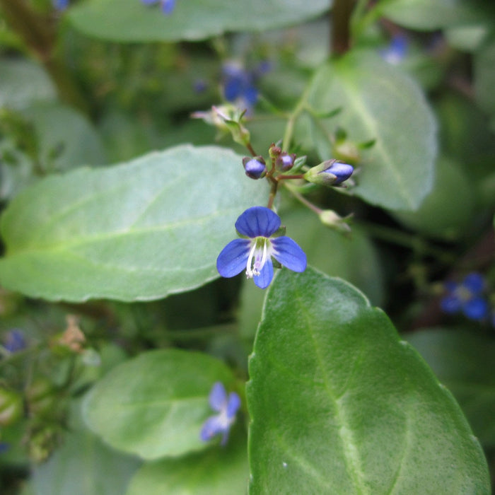 Buy Veronica beccabunga (Brooklime) online UK
