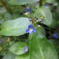 Buy Veronica beccabunga (Brooklime) online UK