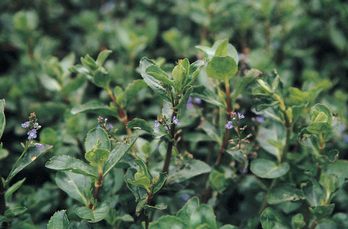 Buy Veronica beccabunga (Brooklime) online UK