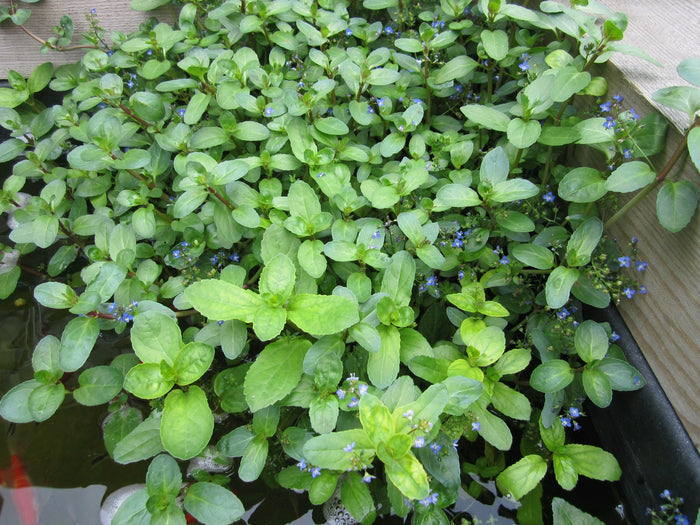Buy Veronica beccabunga (Brooklime) online UK