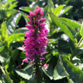 Buy Veronica spicata 'Ronica Fuchsia' online UK