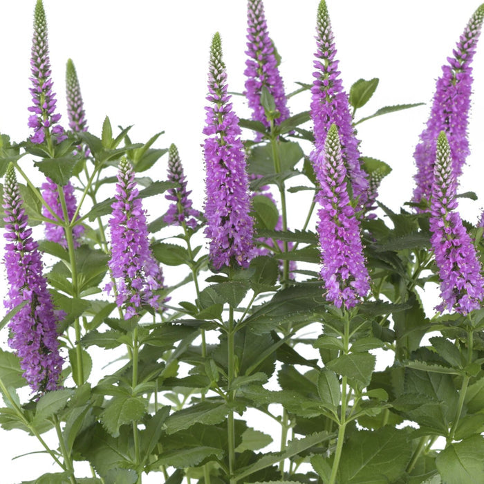 Buy Veronica spicata 'Ronica Fuchsia' online UK