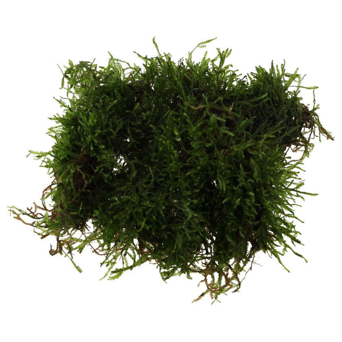 Buy Vesicularia dubyana (Java Moss) online UK