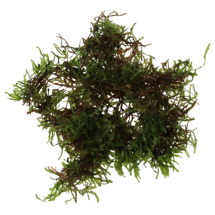 Buy Vesicularia dubyana (Java Moss) online UK