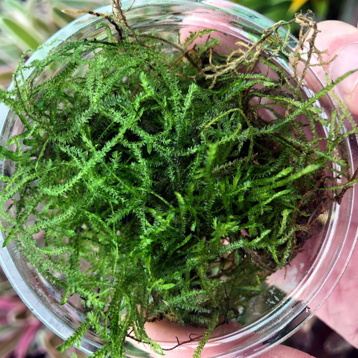 Buy Vesicularia dubyana (Java Moss) online UK