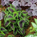 Viola 'Heartthrob'