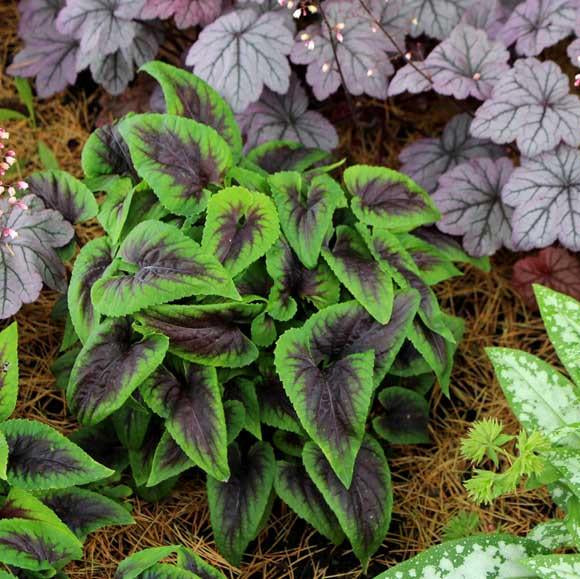 Viola 'Heartthrob'