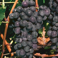 Buy Vitis 'Black Hamburg' online UK
