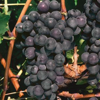 Buy Vitis 'Black Hamburg' online UK