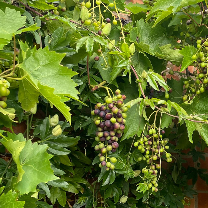 Vitis 'Crimson Seedless'