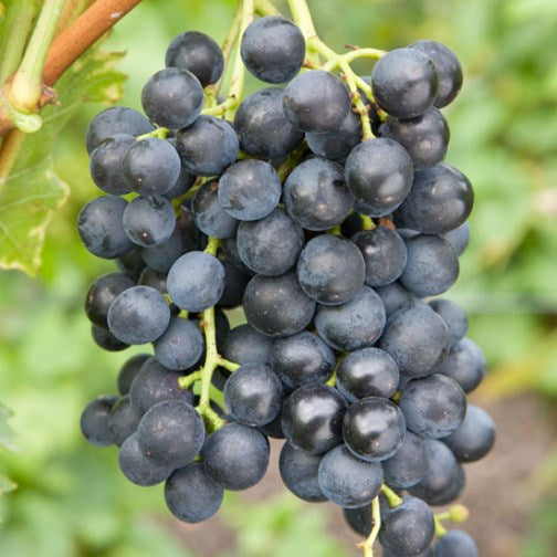 Buy Vitis 'Muscat Bleu' online UK