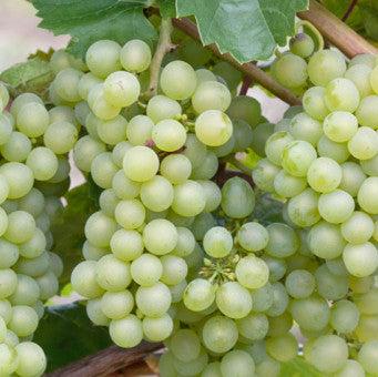 Buy Vitis 'Pinot Blanc' online UK