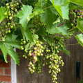 Buy Vitis 'Pinot Noir' online UK