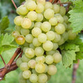 Buy Vitis 'Riesling' online UK