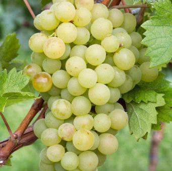 Buy Vitis 'Riesling' online UK