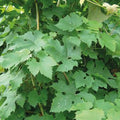 Buy Vitis vinifera 'Brant' online UK