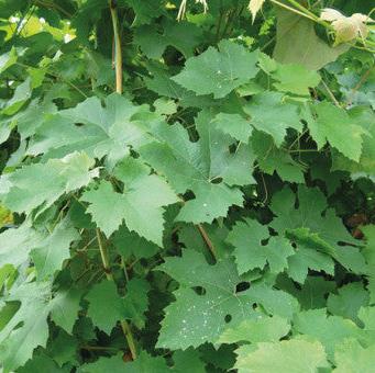 Buy Vitis vinifera 'Brant' online UK