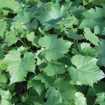 Buy Vitis vinifera 'Brant' online UK