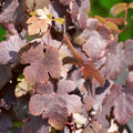 Buy Vitis vinifera 'Purpurea' online UK