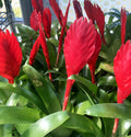 Buy Vriesea 'Christiane' online UK
