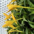 Buy Vriesea ospinae (Yellow Spike Bromeliad) online UK