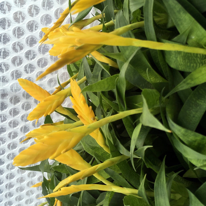 Buy Vriesea ospinae (Yellow Spike Bromeliad) online UK