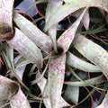 Buy Vriesea saundersii online UK